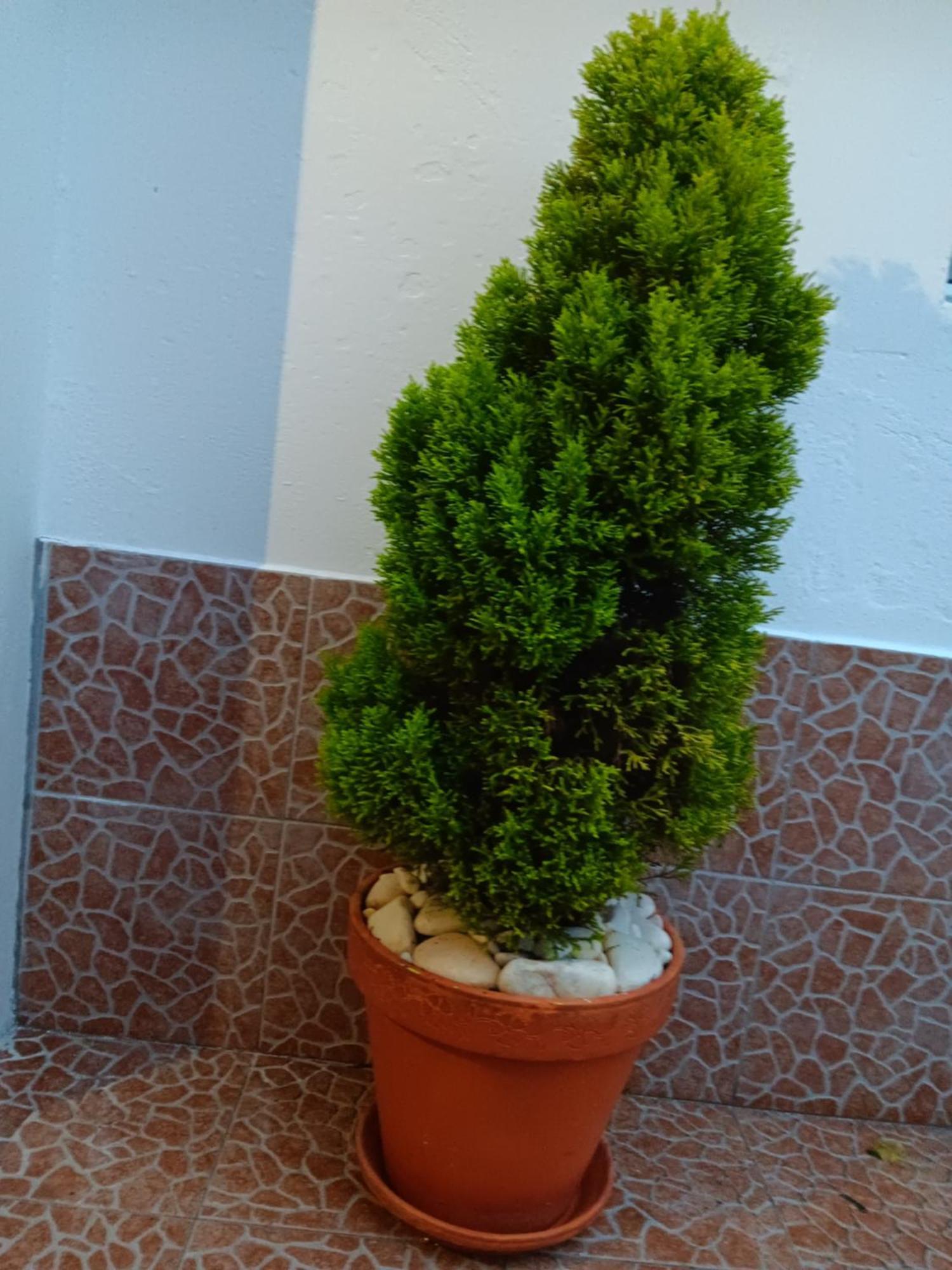 הוילה Água de Alto Casa Da Rosarinha מראה חיצוני תמונה