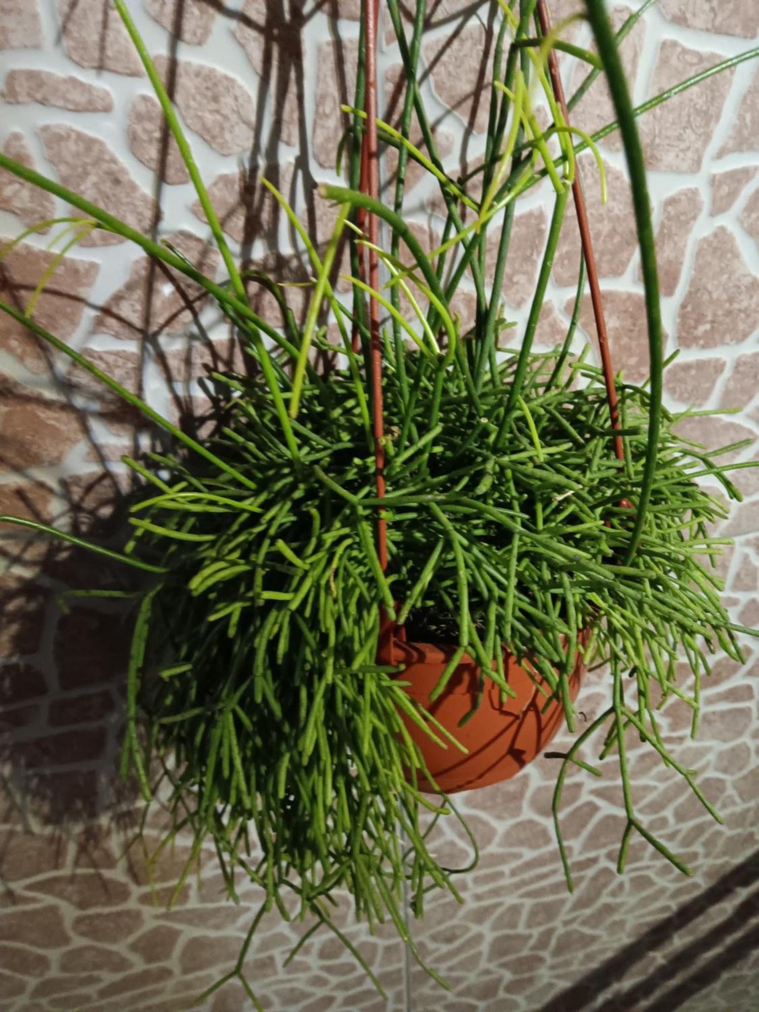 הוילה Água de Alto Casa Da Rosarinha מראה חיצוני תמונה