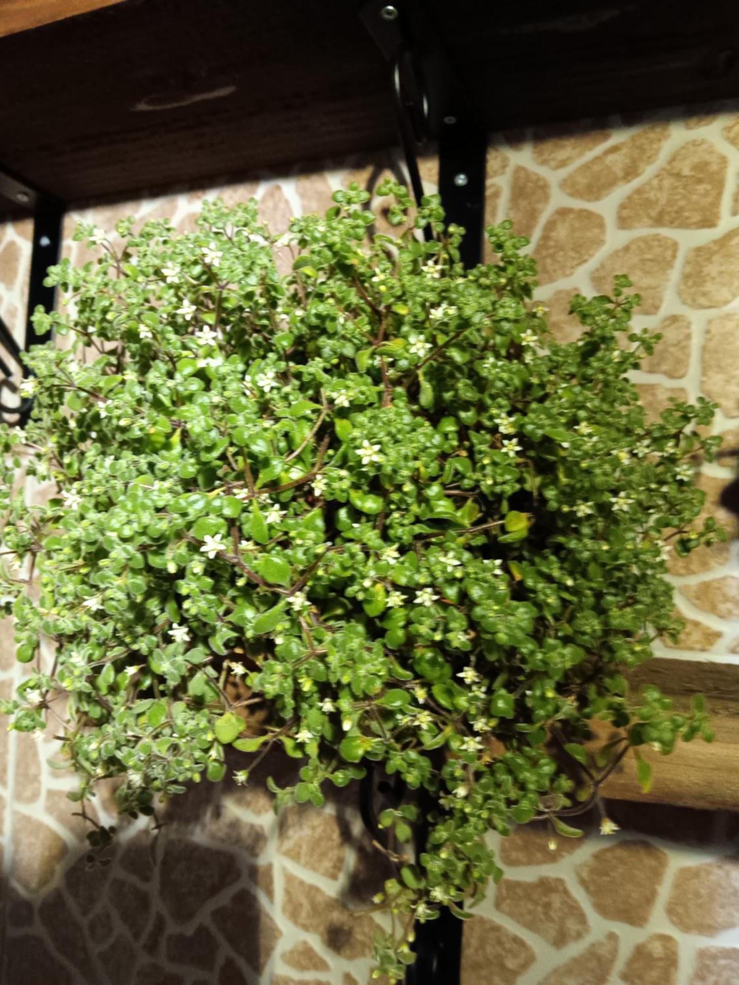 הוילה Água de Alto Casa Da Rosarinha מראה חיצוני תמונה