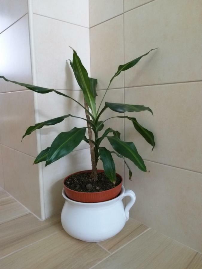 הוילה Água de Alto Casa Da Rosarinha מראה חיצוני תמונה